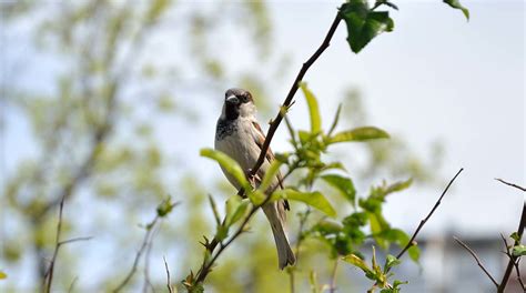 庭 鳥|初心者や子どもにもできる身近な野鳥観察―住宅街で。